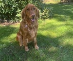 Small #4 Golden Retriever