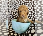 Small Photo #3 Poodle (Standard) Puppy For Sale in CLAYTON, NC, USA
