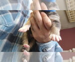 Small #3 Mutt