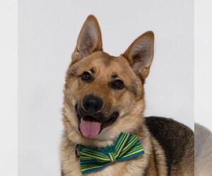 German Shepherd Dog Dogs for adoption in Santa Maria, CA, USA