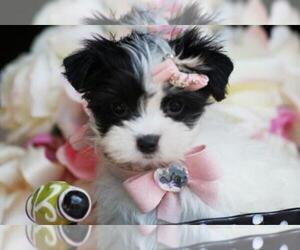 Morkie Puppy for sale in TAMPA, FL, USA