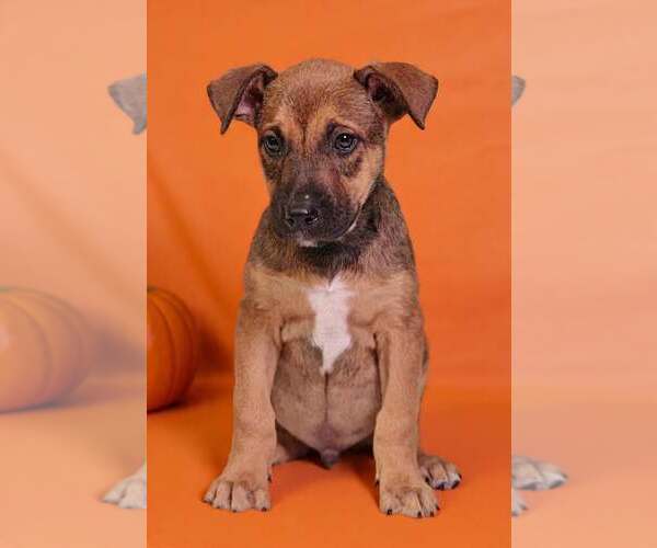 Medium Photo #1 American Pit Bull Terrier-Unknown Mix Puppy For Sale in Talladega, AL, USA
