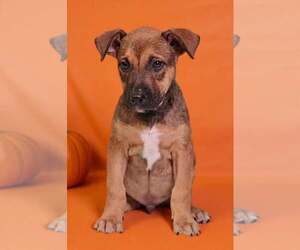 Hendrix 26/792 - Male American Pit Bull Terrier-Unknown Mix Dog for Adoption