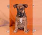 Hendrix 26/792 - Male American Pit Bull Terrier-Unknown Mix Dog for Adoption - Small photo