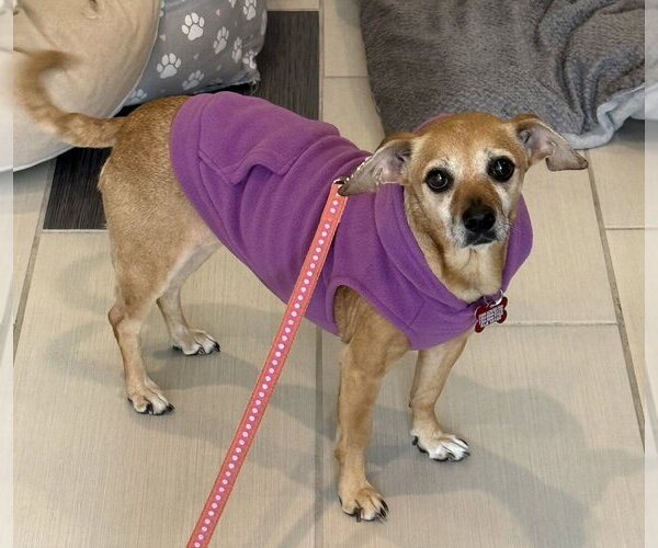 Medium Photo #4 Chihuahua-Unknown Mix Puppy For Sale in Springdale, PA, USA