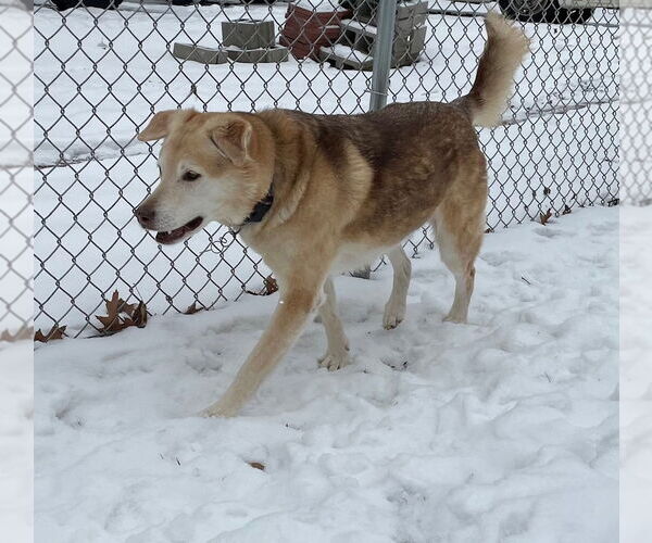 Medium Photo #3 Alaskan Malamute-German Shepherd Dog Mix Puppy For Sale in Techny, IL, USA