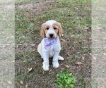 Small #10 Goldendoodle