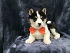 Small Photo #17 Shiba Inu Puppy For Sale in ELDORA, PA, USA