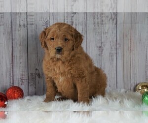 Goldendoodle (Miniature) Puppy for sale in FREDERICKSBG, OH, USA