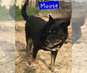Bernese Mountain Dog-Unknown Mix Dogs for adoption in Jackson, MS, USA