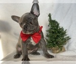 Small Photo #10 French Bulldog Puppy For Sale in CEDAR LANE, PA, USA