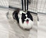 Small #2 Pomeranian
