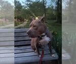 Small American Staffordshire Terrier