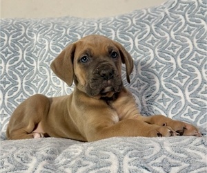 Cane Corso Litter for sale in VOLUNTOWN, CT, USA