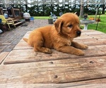 Small #1 Golden Retriever