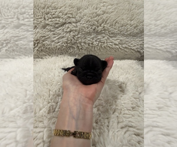 Medium Photo #4 French Bulldog Puppy For Sale in KALISPELL, MT, USA