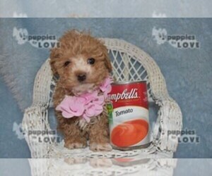 Poodle (Toy) Puppy for sale in SANGER, TX, USA