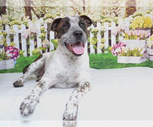 Medium Photo #1 Mutt Puppy For Sale in Oroville, CA, USA