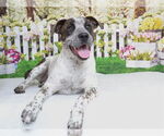 Small Mutt