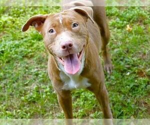 American Staffordshire Terrier-Unknown Mix Dogs for adoption in Tallahassee, FL, USA