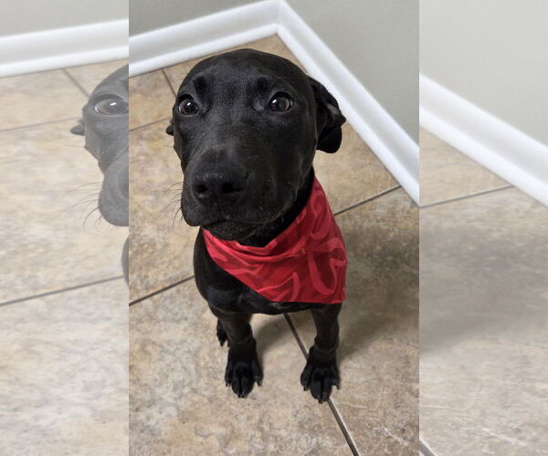 Medium Photo #2 Jack Russell Terrier-Labrador Retriever Mix Puppy For Sale in Magnolia Springs, AL, USA