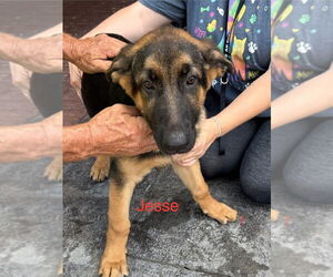 German Shepherd Dog Dogs for adoption in Bolivar, MO, USA