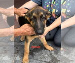 Small German Shepherd Dog