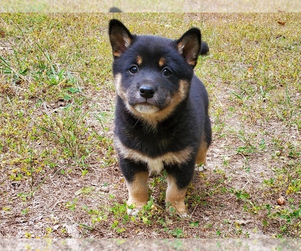 Medium Photo #5 Shiba Inu Puppy For Sale in CLARK, MO, USA
