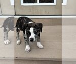 Small Photo #6 Catahoula Leopard Dog-Unknown Mix Puppy For Sale in Sandy, UT, USA