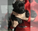 Puppy Puppy 2 Cane Corso