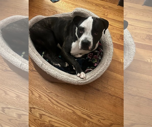Medium Photo #4 Bulloxer Puppy For Sale in Lockport, NY, USA