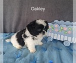 Small #1 Shih Tzu