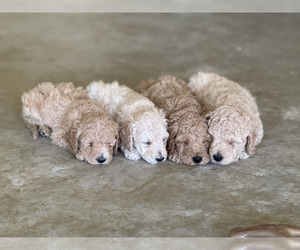 Poodle (Standard) Puppy for Sale in UPPERVILLE, Virginia USA