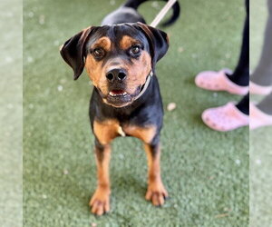 Rottweiler-Unknown Mix Dogs for adoption in Tavares, FL, USA
