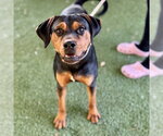 Small Rottweiler Mix