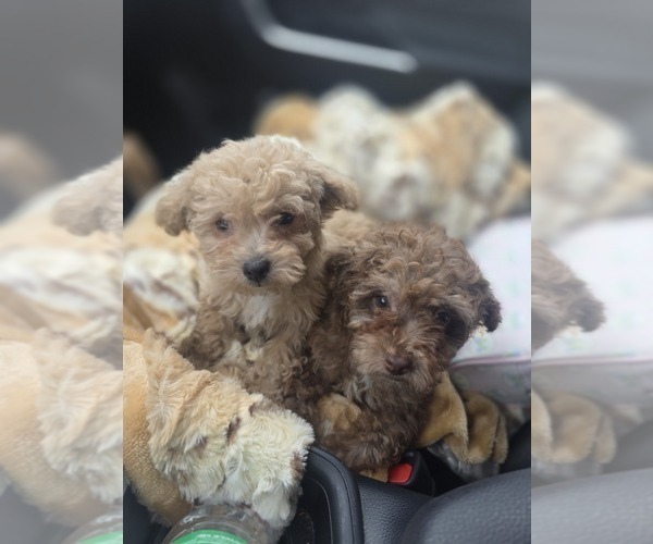 Medium Photo #5 Poodle (Toy) Puppy For Sale in DYERSBURG, TN, USA