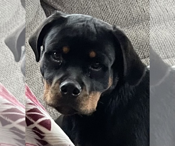 Medium Photo #25 Rottweiler Puppy For Sale in VONORE, TN, USA