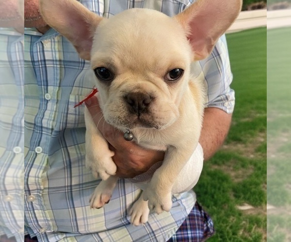 Medium Photo #10 French Bulldog Puppy For Sale in WOODRUFF, SC, USA
