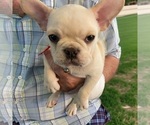 Small Photo #4 French Bulldog Puppy For Sale in WOODRUFF, SC, USA