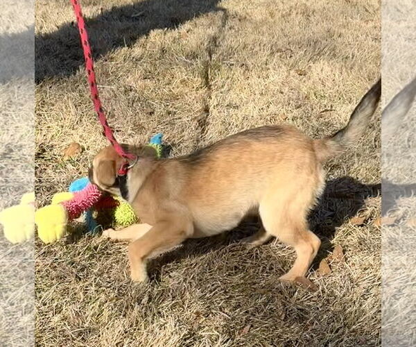 Medium Photo #4 Mutt Puppy For Sale in Yardley, PA, USA