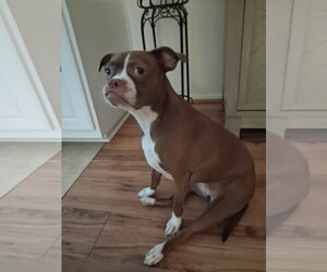 Boston Terrier-Unknown Mix Dogs for adoption in Huntington Beach, CA, USA