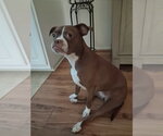 Small Boston Terrier Mix
