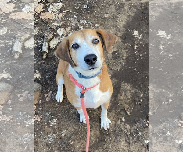 Medium Photo #5 Retriever -Unknown Mix Puppy For Sale in Rockaway, NJ, USA