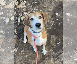 Pongo Beaufort - Male Retriever -Unknown Mix Dog for Adoption - Photo #5