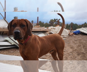 Father of the Redbone Coonhound puppies born on 10/02/2021
