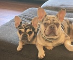 Small Photo #1 French Bulldog Puppy For Sale in MAPLE GROVE, MN, USA