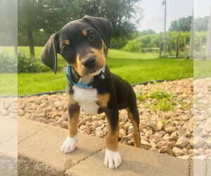 Jack Russell Terrier-Unknown Mix Dogs for adoption in St. Louis Park, MN, USA