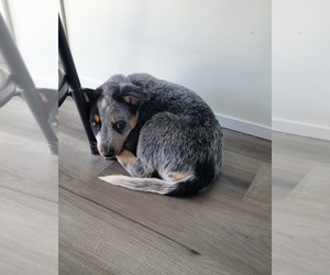 Australian Cattle Dog Puppy for sale in DUNNELLON, FL, USA