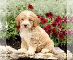 Small #2 Goldendoodle (Miniature)