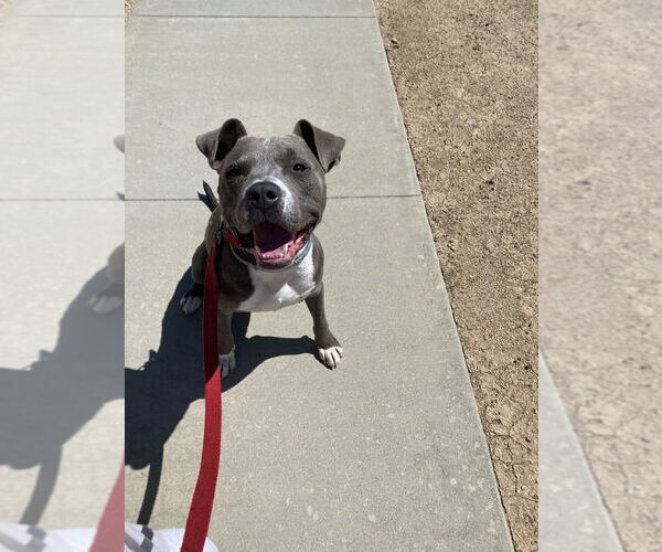 Medium Photo #2 American Staffordshire Terrier-Unknown Mix Puppy For Sale in Dana Point, CA, USA
